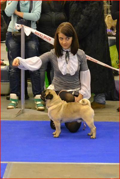 Интермедия кобель CANIS CELEBRI MUNCHHAUSEN - отлично-3
