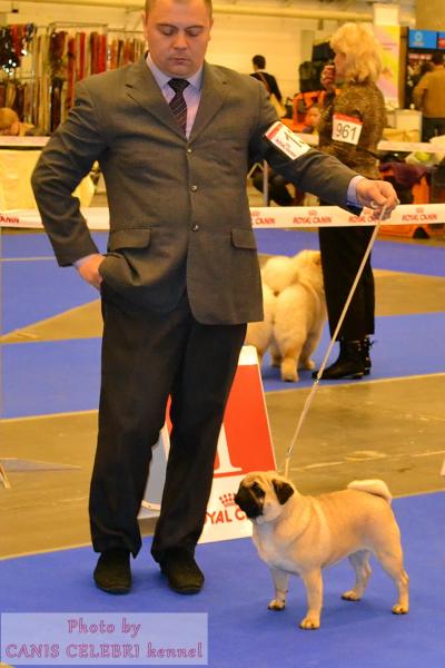 Лучшая сука класс чемпионов MONTES AURI OLIVIA LA VICTORIA - CAC, RCACIB