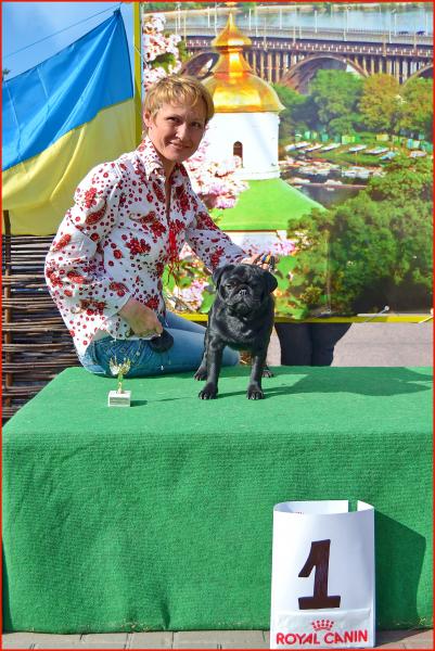 ВОВ юниор сука DOMINO EFFECT ZAFIRA CANIS CELEBRI - ЮСАС