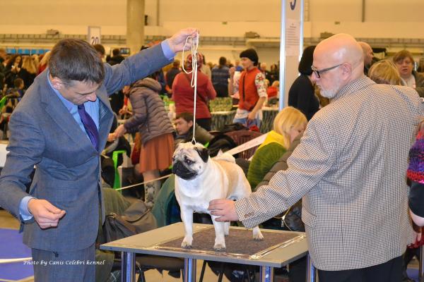 ВОВ класс чемпионов кобель ARCHIBALD SWEET PUG UA - CACIB