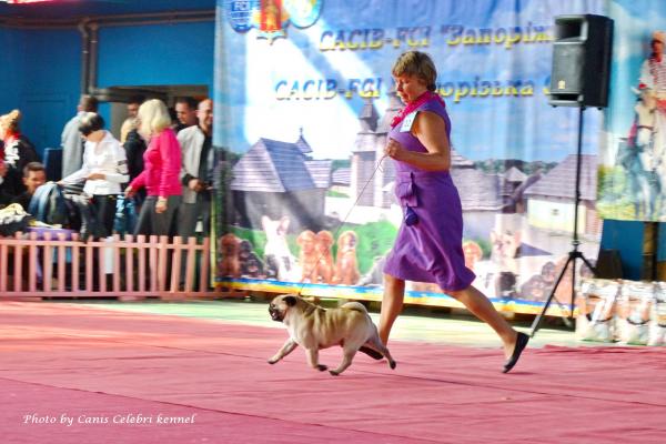 Лучший Кобель Окраса класс чемпионов HABENERO DE JAVU TANNER - КЧК