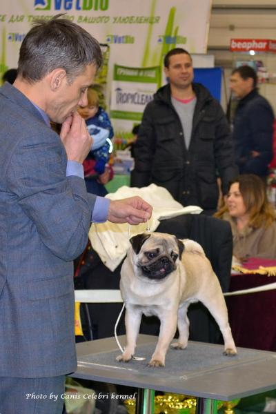Лучший Юниор окраса кобель BRUNO SWEET PUG UA - ЮСАС, ЮЧ породы