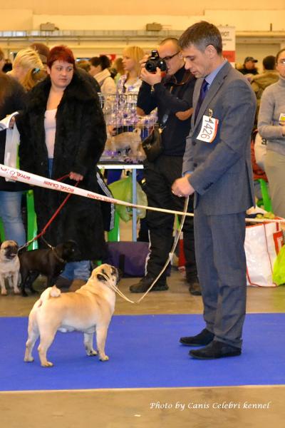 ВОВ класс чемпионов кобель ARCHIBALD SWEET PUG UA - CACIB