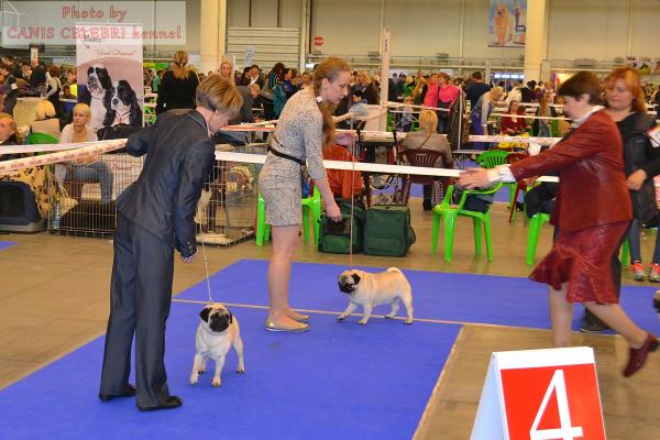откр. класс суки ANABEL FROM KLONDIKE OF BEST (САС, RCACIB) и BORA-BORA FOR VENTI VOCANTES IGROLEND