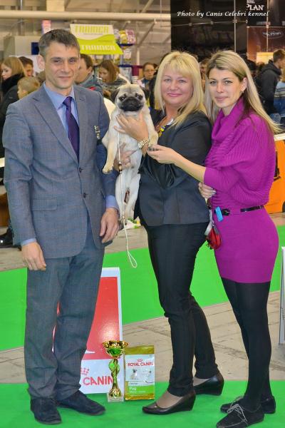 Лучший Юниор окраса кобель BRUNO SWEET PUG UA - ЮСАС, ЮЧ породы