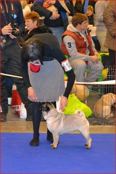 Интермедия сука CANIS CELEBRI MARIA MIRABELA - отлично-3