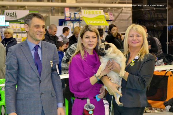 Лучший Юниор окраса кобель BRUNO SWEET PUG UA - ЮСАС, ЮЧ породы