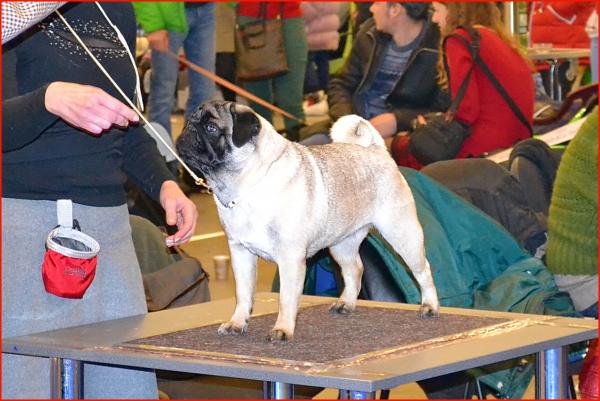 Интермедия сука CANIS CELEBRI MARIA MIRABELA - отлично-3