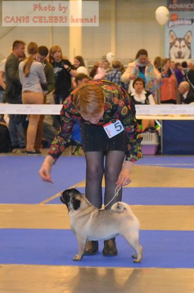 Лучший Щенок Сука Окраса CANIS CELEBRI MARIA MIRABELA