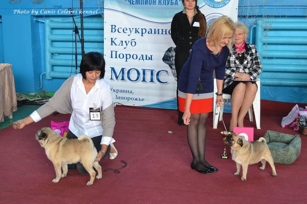 Ветераны кобели - расстановка