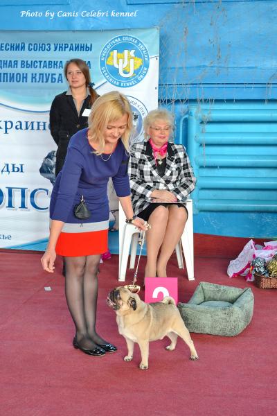 Ветеран кобель VINSENT VALUA FLER - отлично-2