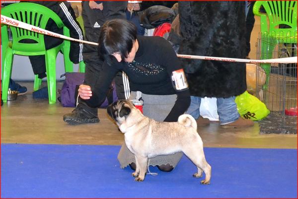 Интермедия сука CANIS CELEBRI MARIA MIRABELA - отлично-3