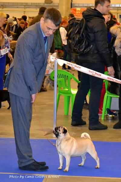 Открытый класс сука AGRIPINA SWEET PUG UA - RCAС