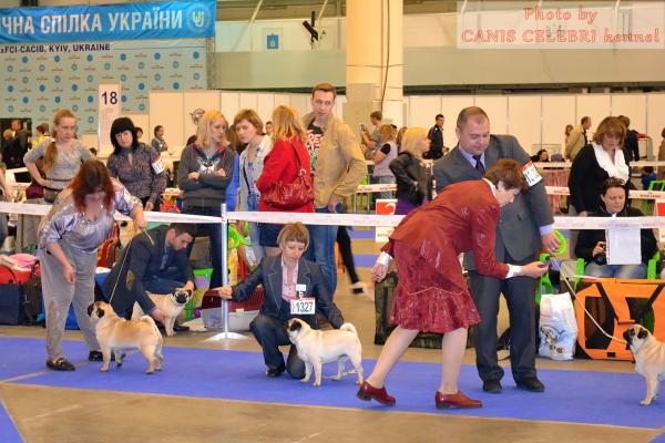 Сравнение сук на CACIB