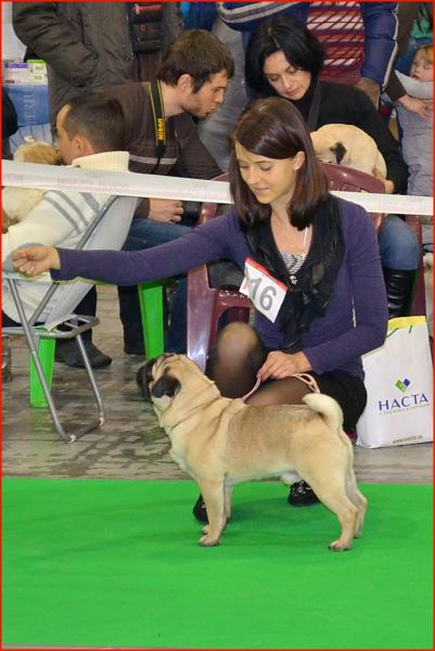 Интермедия кобель CANIS CELEBRI MUNCHHAUSEN - отлично-4