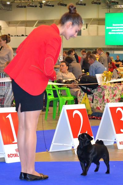 Лучший щенок кобель ZHOKER TRIUMF RODOM IZ MOPSLANDII