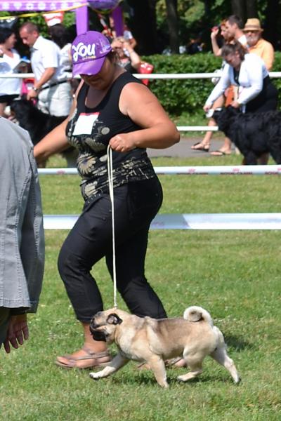 Юниор кобель Tamerlan For Golden Pack El-Faum - отлично-2
