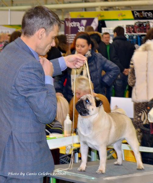 Класс чемпионов лучший кобель ARCHIBALD SWEET PUG UA - САС