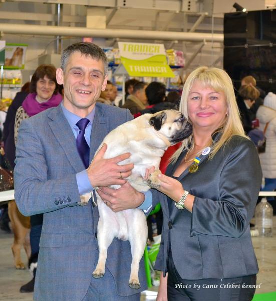 Класс чемпионов лучший кобель ARCHIBALD SWEET PUG UA - САС