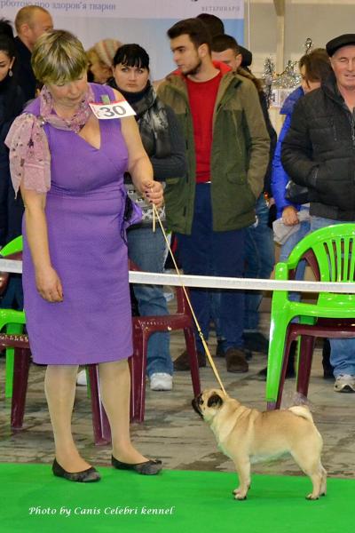 Открытый класс сука HABENERO DE JAVU TSARITSA - отлично-3