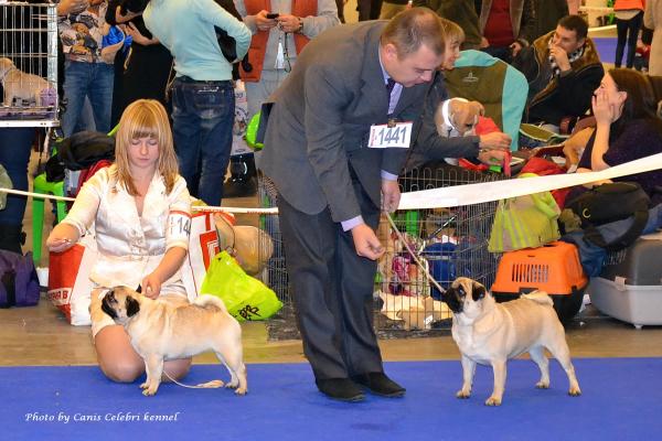 Класс чемпионов суки