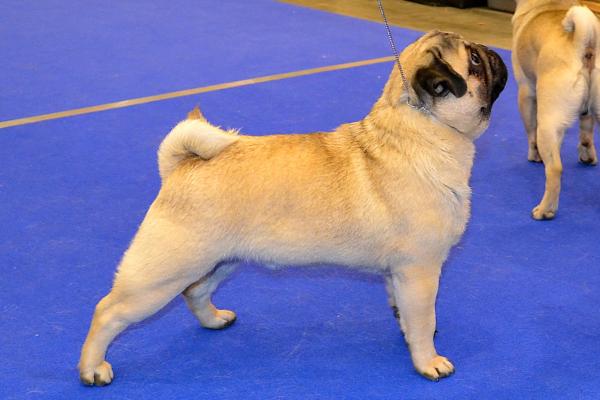 юниор кобель Pugbully Northern Light - отлично 2