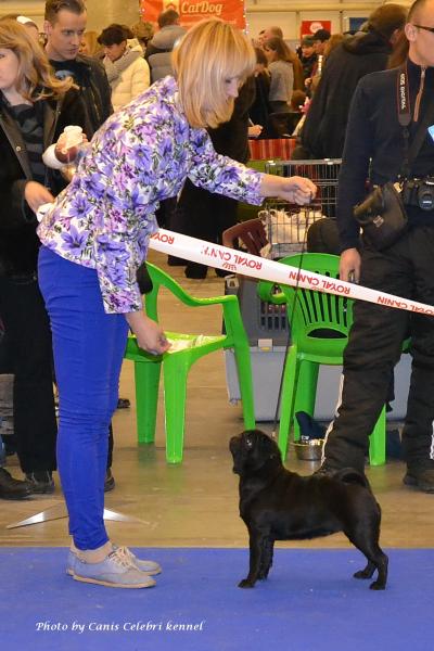 Класс чемпионов сука CAMUSE DE LUXE BIATE - RCAC, RCACIB