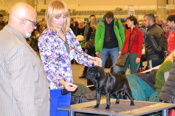 Класс чемпионов сука CAMUSE DE LUXE BIATE - RCAC, RCACIB