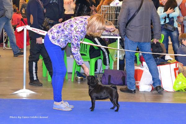 Класс чемпионов сука CAMUSE DE LUXE BIATE - RCAC, RCACIB