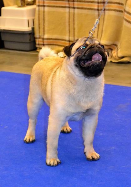 юниор кобель Pugbully Northern Light - отлично 2