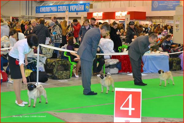 Сравнение на лучшую Суку окраса