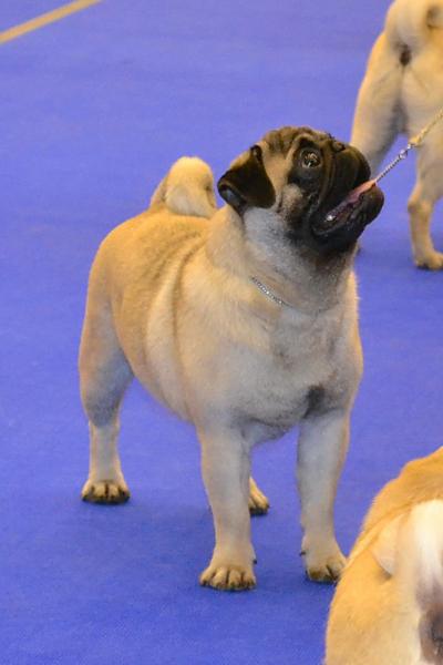 Юниор кобель PUGBULLY KNOCKOUT - отлично-2