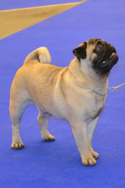 Юниор кобель PUGBULLY KNOCKOUT - отлично-2