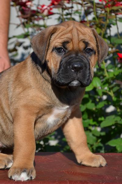 Fawn girl Radamira 45 days / палевая девочка Радамира 45 дней