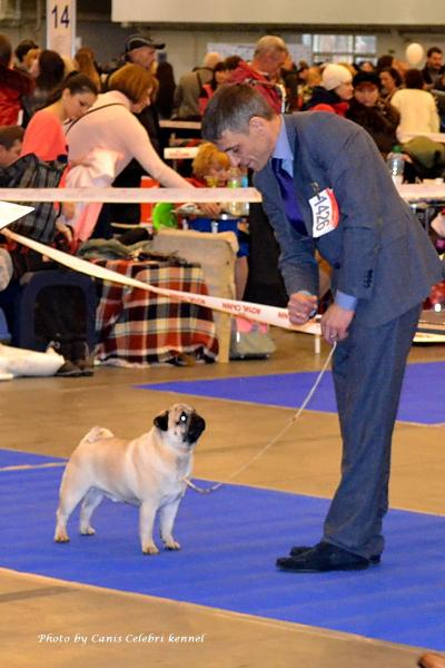 ВОВ класс чемпионов кобель ARCHIBALD SWEET PUG UA - CACIB
