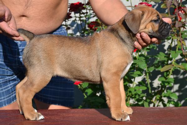 Fawn girl Radamira 45 days / палевая девочка Радамира 45 дней