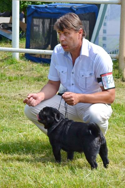 Лучший юниор Zhoker Triumf Rodom Iz Mopslandii - JCAC 