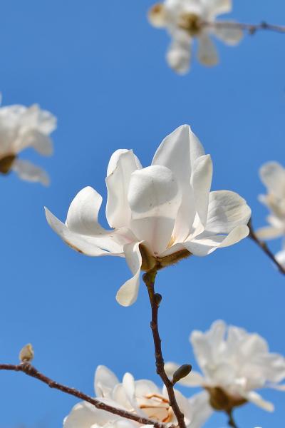 Киев1