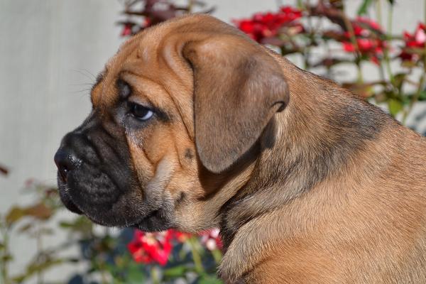 Fawn girl Radamira 45 days / палевая девочка Радамира 45 дней