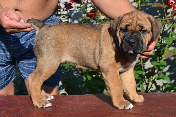 Fawn girl Radamira 45 days / палевая девочка Радамира 45 дней