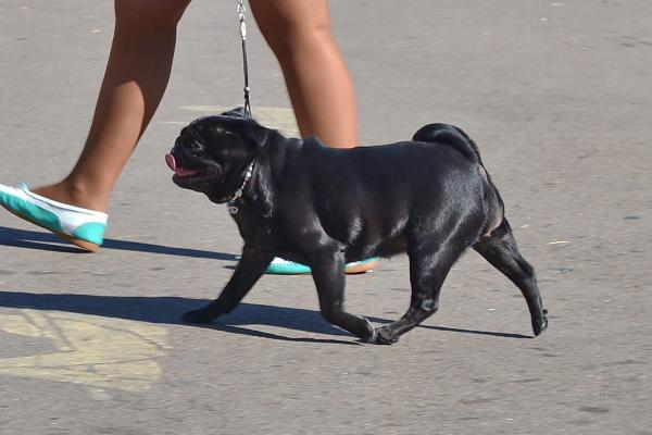 Открытый класс сука FIFI BELLESA PINTAT - RCAC