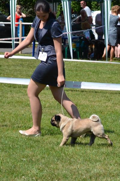 Класс чемпионов кобель Elizar - отлично-2 RCAC