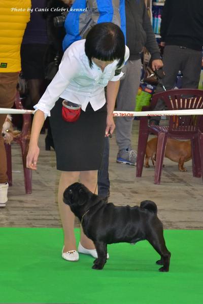 Класс чемпионов кобель LYUTIK LAMIART S KIEVSKOY RUSI - отлично-3