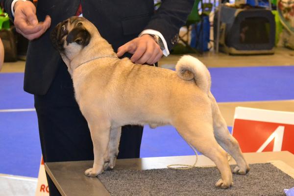 Лучший юниор кобель PUGBULLY KNOCKOUT
