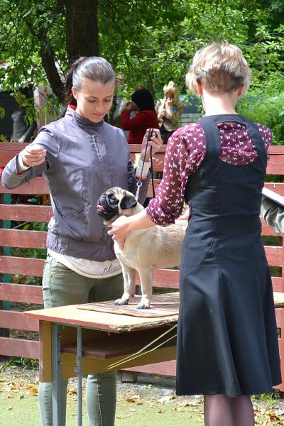 ВОВ юниор кобель CANIS CELEBRI MUNCHHAUSEN