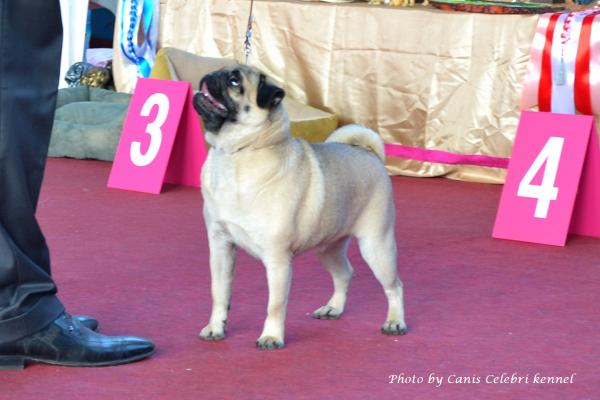 Класс победителей лучшая сука AGRIPINA SWEET PUG UA - КЧК