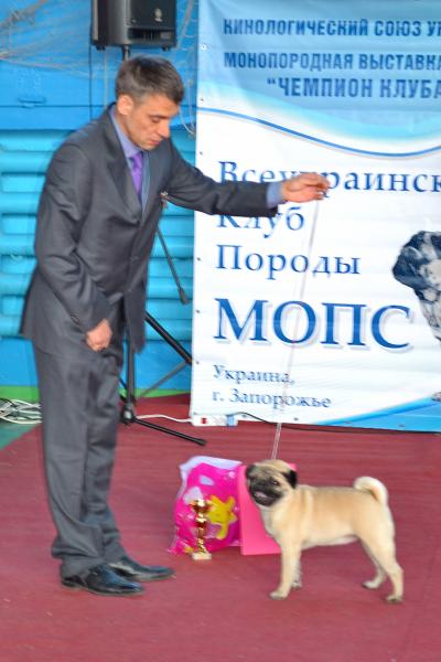 Класс победителей сука AGRIPINA SWEET PUG UA - КЧК