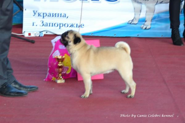 Класс победителей лучшая сука AGRIPINA SWEET PUG UA - КЧК