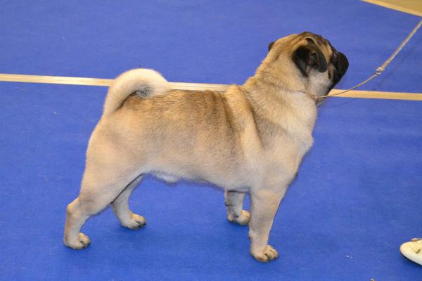 интермедиа Лучший кобель Pugbully Knockout - САС