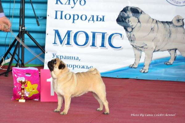 ВОВ окраса класс чемпионов сука MONTES AURI OLIVIA LA VICTORIA - Чемпион Клуба